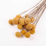 Craspedia (Billy Buttons), Natural Yellow, Bunch x 20