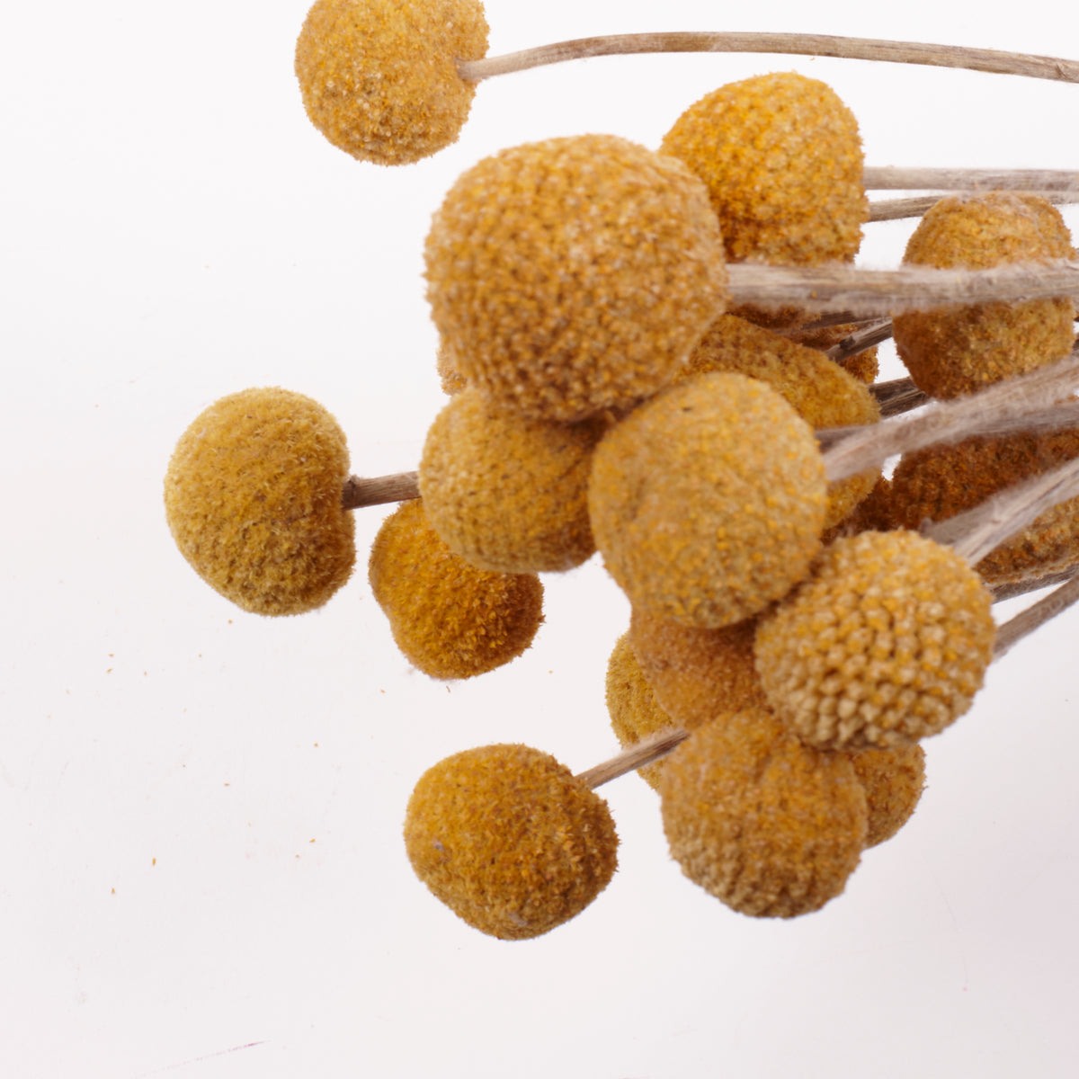 Craspedia (Billy Buttons), Natural Yellow, Bunch x 20