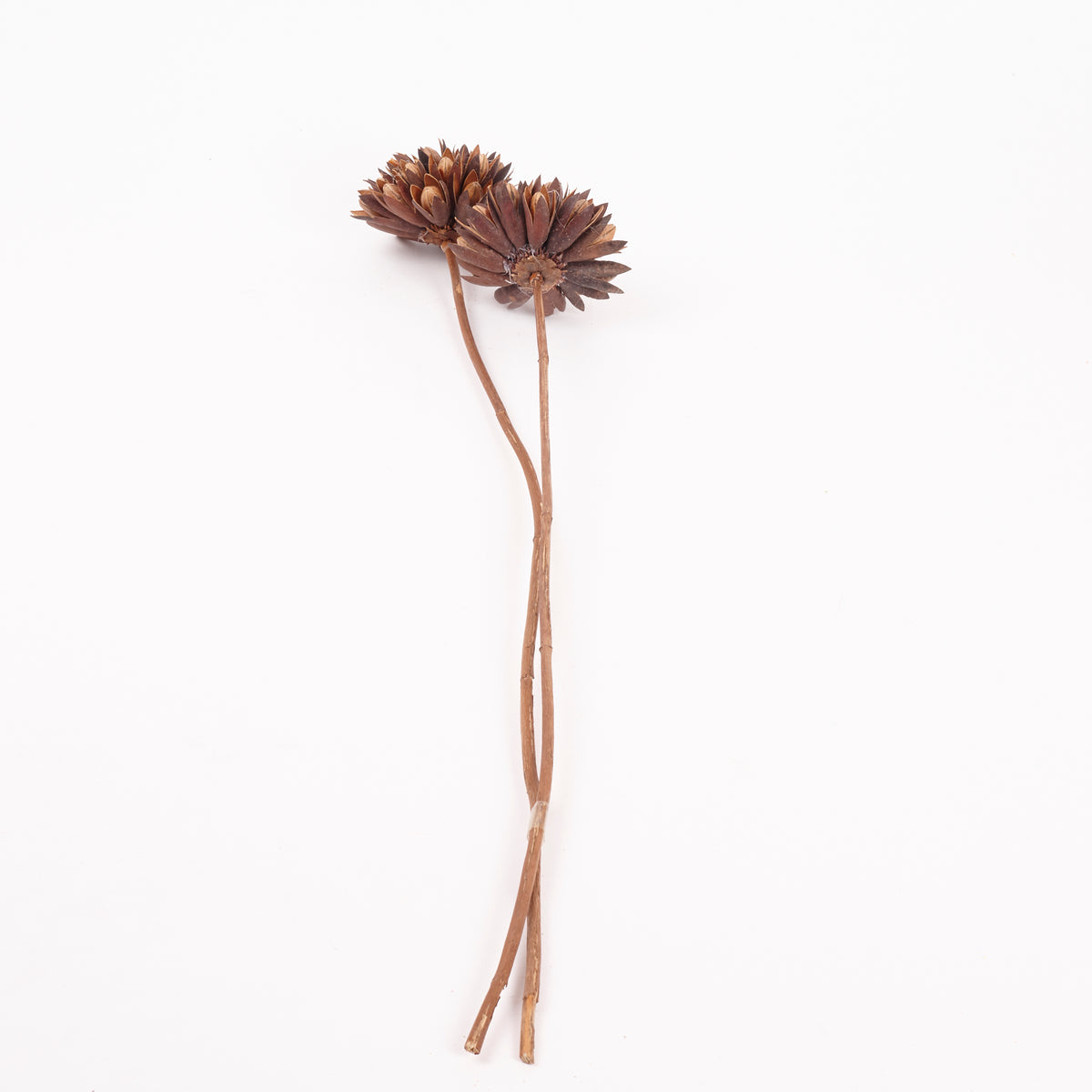 Magnolia Ball, Natural Brown, Bunch x 2 Stems