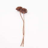 Magnolia Ball, Natural Brown, Bunch x 2 Stems
