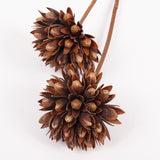 Magnolia Ball, Natural Brown, Bunch x 2 Stems