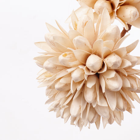 Magnolia Ball, White, Bunch x 2 Stems