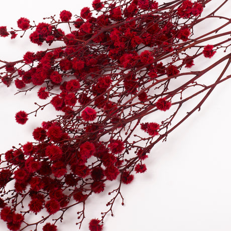 Stirlingia (tigers eyes), Preserved, Red, Bunch x 100g