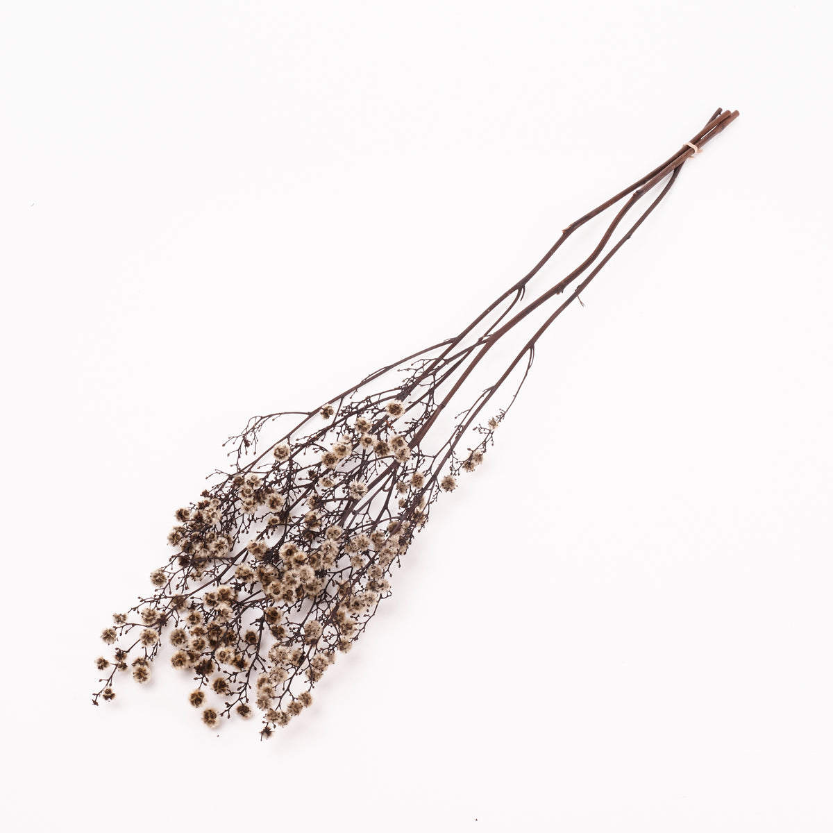 Stirlingia (tigers eyes), Preserved, White, Bunch x 100g