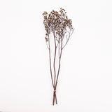 Stirlingia (tigers eyes), Preserved, White, Bunch x 100g