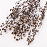 Stirlingia (tigers eyes), Preserved, White, Bunch x 100g