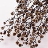 Stirlingia (tigers eyes), Preserved, White, Bunch x 100g