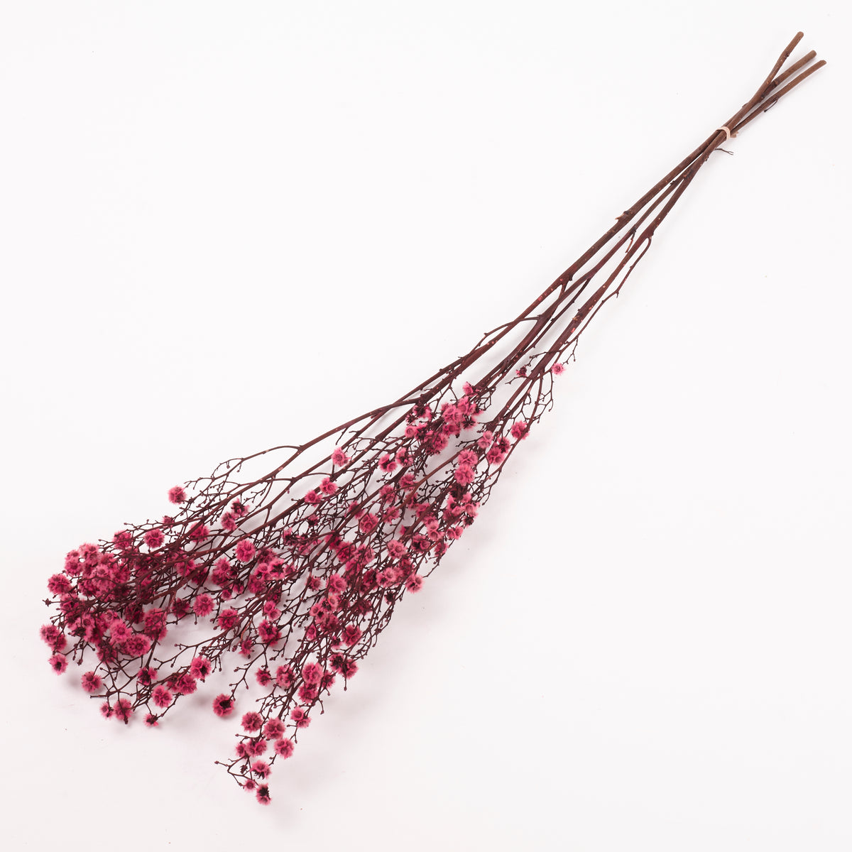 Stirlingia (tigers eyes), Preserved, Pink, Bunch x 100g