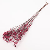 Stirlingia (tigers eyes), Preserved, Pink, Bunch x 100g