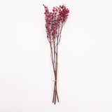 Stirlingia (tigers eyes), Preserved, Pink, Bunch x 100g