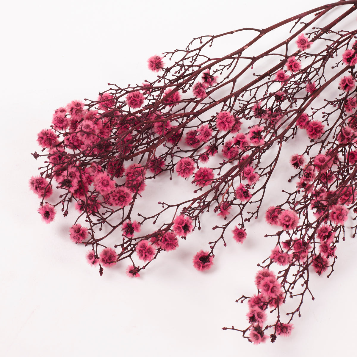 Stirlingia (tigers eyes), Preserved, Pink, Bunch x 100g