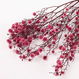 Stirlingia (tigers eyes), Preserved, Pink, Bunch x 100g