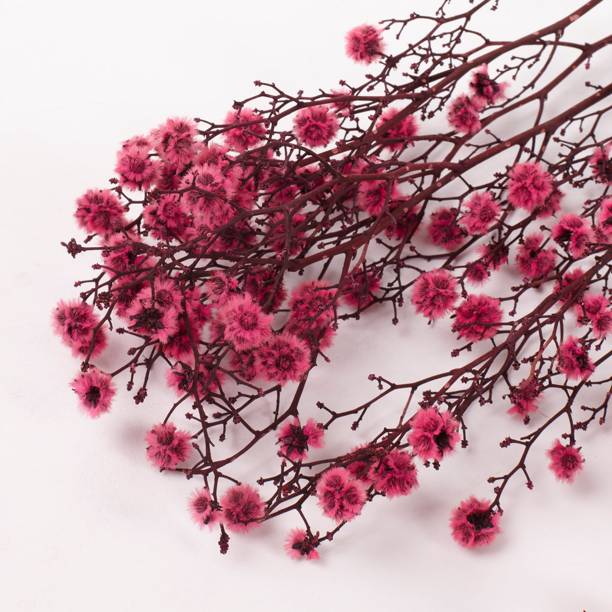 Stirlingia (tigers eyes), Preserved, Pink, Bunch x 100g