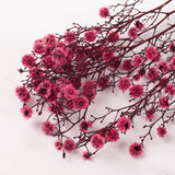Stirlingia (tigers eyes), Preserved, Pink, Bunch x 100g