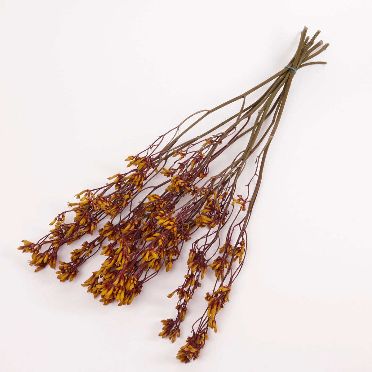 Anigozanthos (Kangaroo Paw), Natural Orange, Bunch