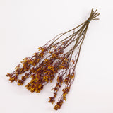 Anigozanthos (Kangaroo Paw), Natural Orange, Bunch