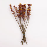 Anigozanthos (Kangaroo Paw), Natural Orange, Bunch