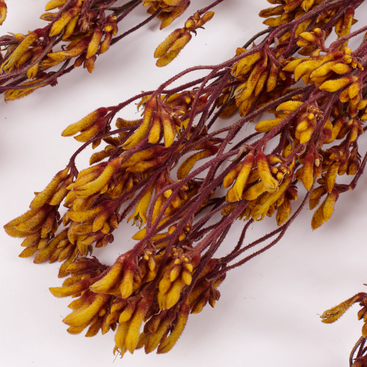 Anigozanthos (Kangaroo Paw), Natural Orange, Bunch