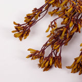 Anigozanthos (Kangaroo Paw), Natural Orange, Bunch