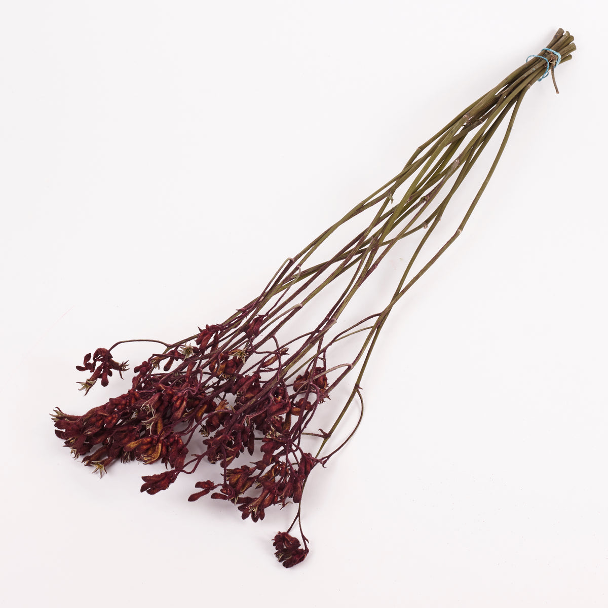Anigozanthos (Kangaroo Paw), Natural Purple, Bunch
