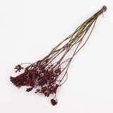 Anigozanthos (Kangaroo Paw), Natural Purple, Bunch