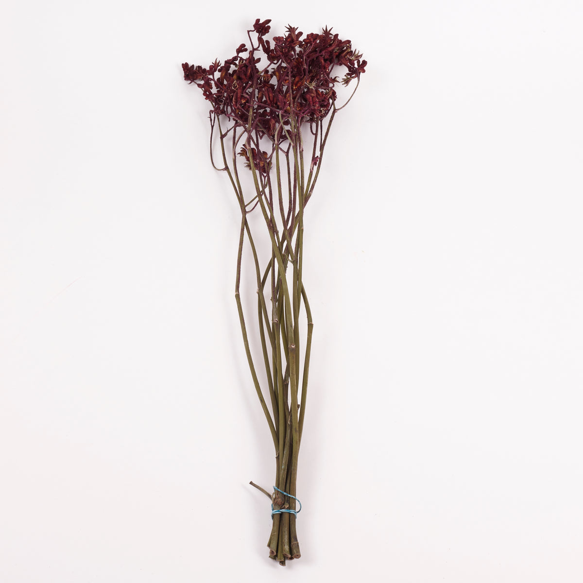 Anigozanthos (Kangaroo Paw), Natural Purple, Bunch
