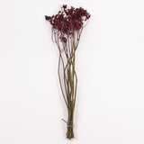 Anigozanthos (Kangaroo Paw), Natural Purple, Bunch