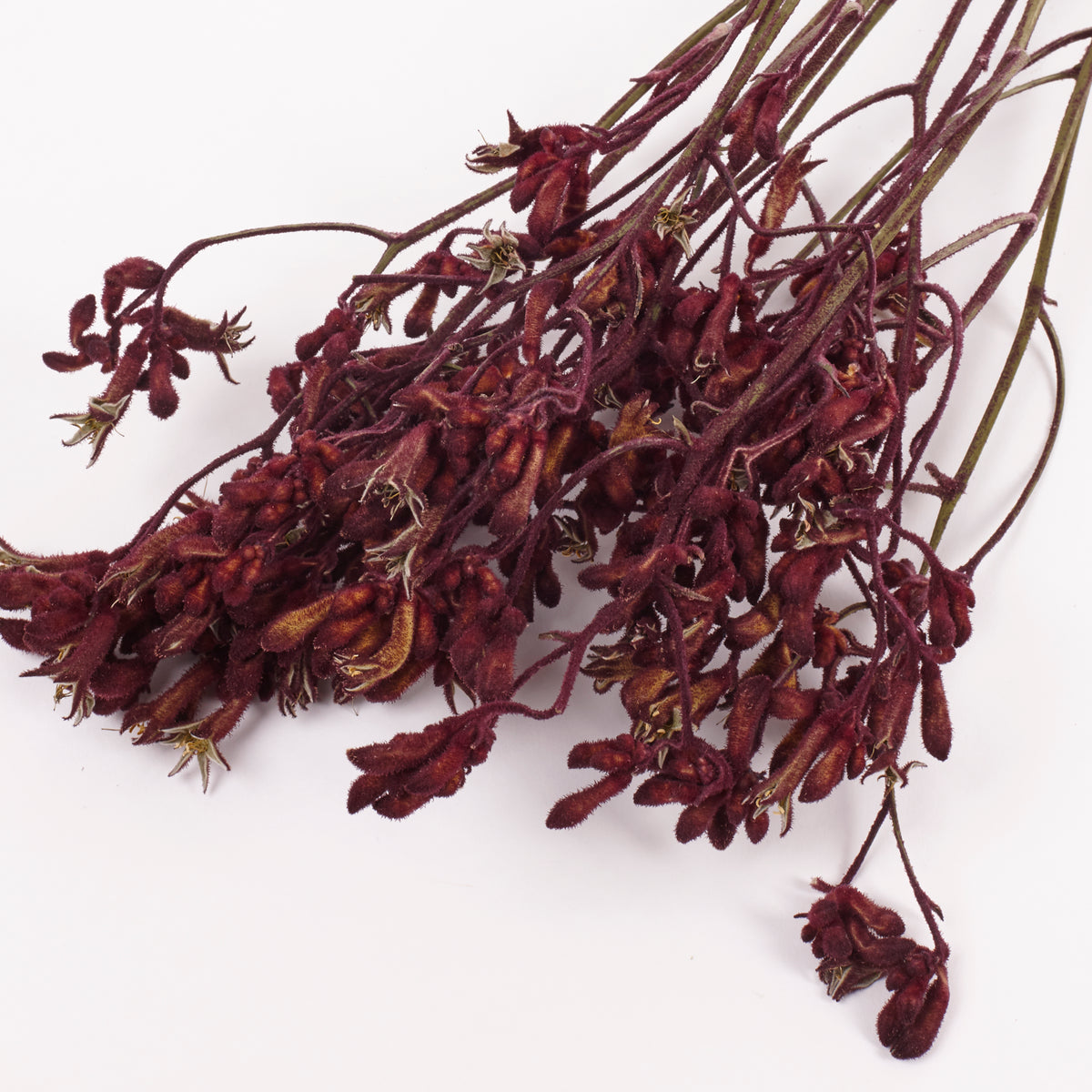 Anigozanthos (Kangaroo Paw), Natural Purple, Bunch