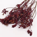 Anigozanthos (Kangaroo Paw), Natural Purple, Bunch