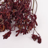 Anigozanthos (Kangaroo Paw), Natural Purple, Bunch