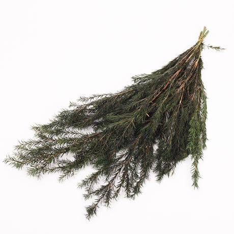 Melaleuca bractata, Preserved, Green, 100g Bunch