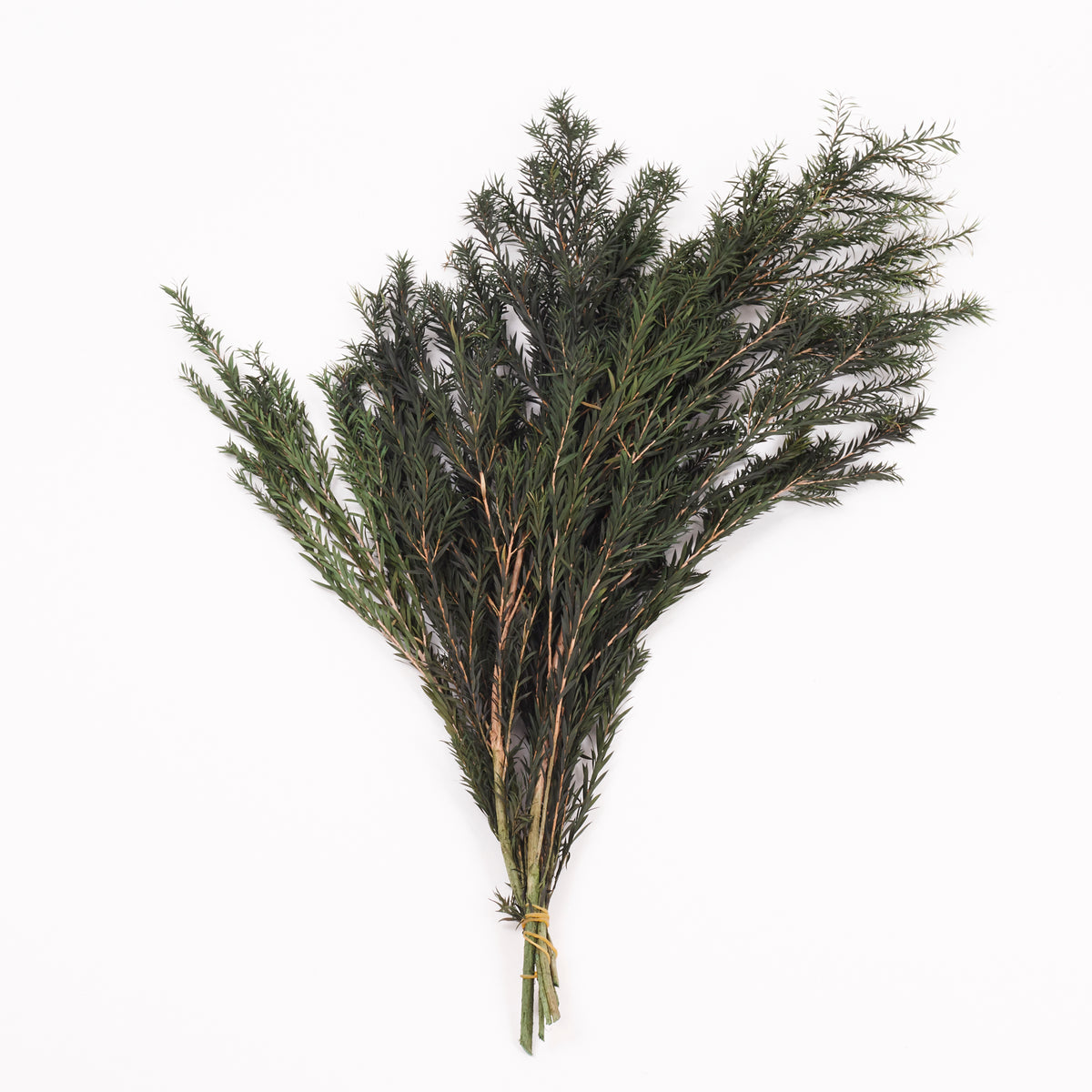 Melaleuca bractata, Preserved, Green, 100g Bunch