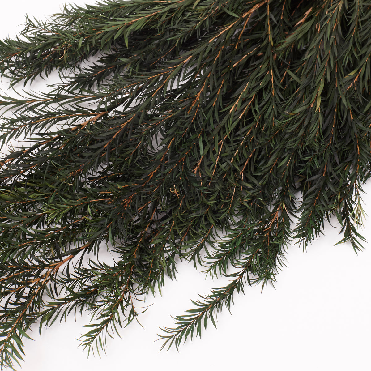 Melaleuca bractata, Preserved, Green, 100g Bunch
