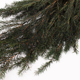 Melaleuca bractata, Preserved, Green, 100g Bunch