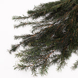 Melaleuca bractata, Preserved, Green, 100g Bunch