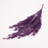 Melaleuca bractata, Preserved, Purple, 100g Bunch