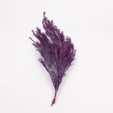 Melaleuca bractata, Preserved, Purple, 100g Bunch