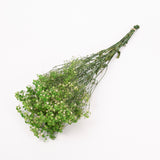 Gypsophila, Preserved, Green, 100g