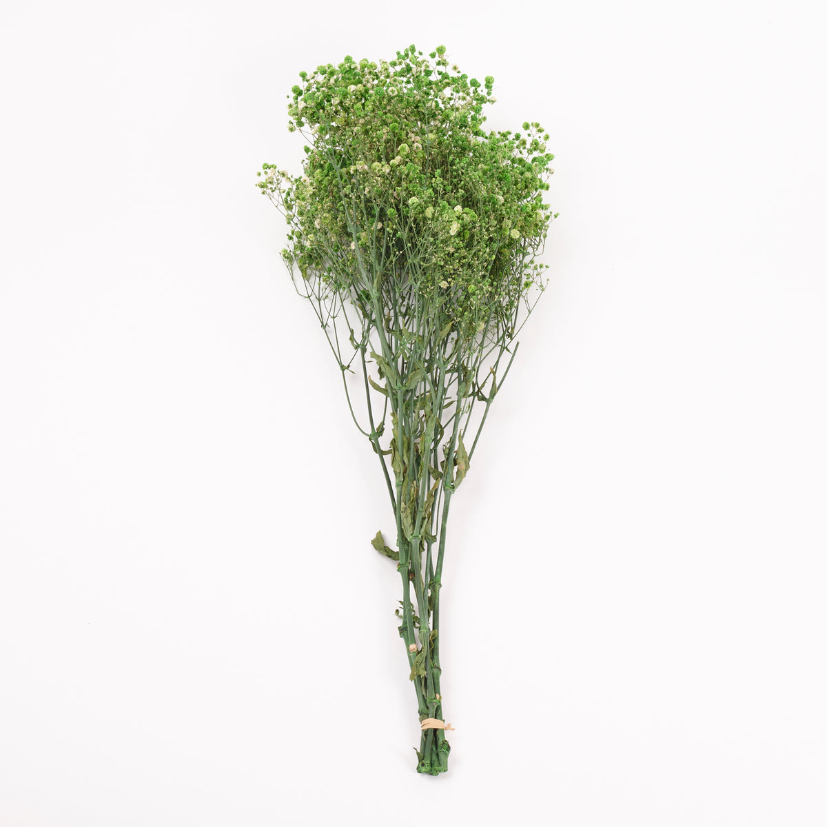 Gypsophila, Preserved, Green, 100g