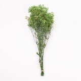 Gypsophila, Preserved, Green, 100g