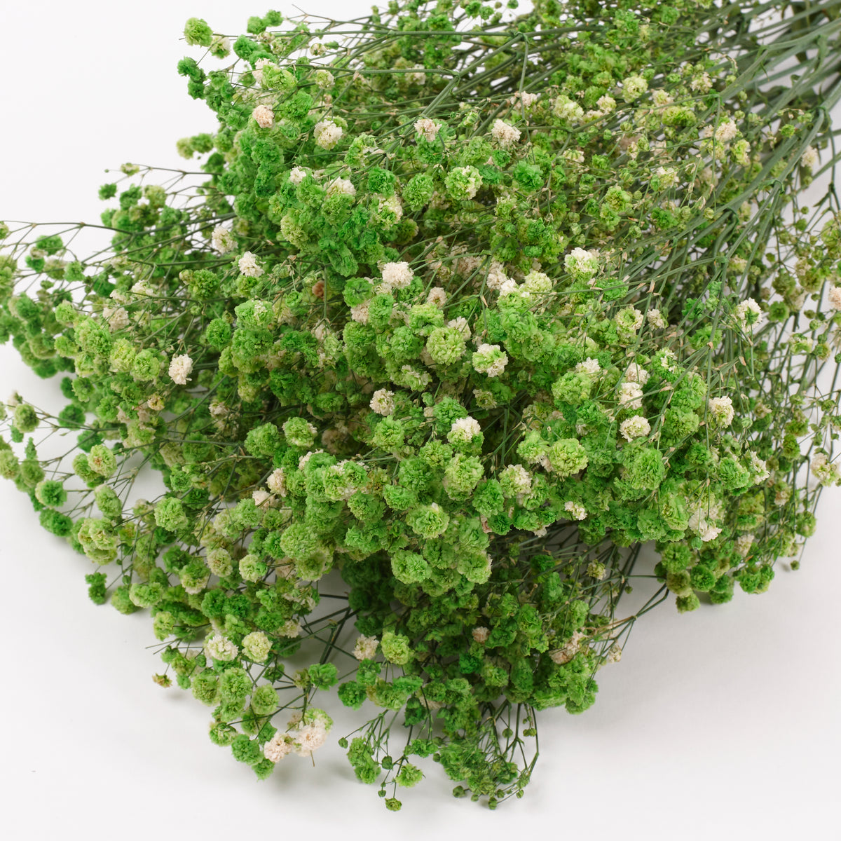 Gypsophila, Preserved, Green, 100g