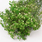 Gypsophila, Preserved, Green, 100g