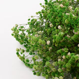 Gypsophila, Preserved, Green, 100g