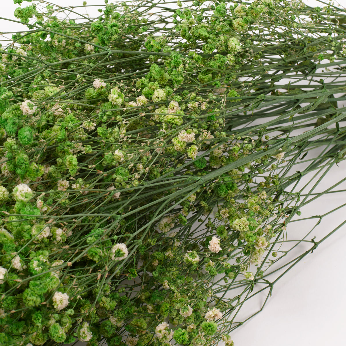 Gypsophila, Preserved, Green, 100g
