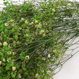 Gypsophila, Preserved, Green, 100g