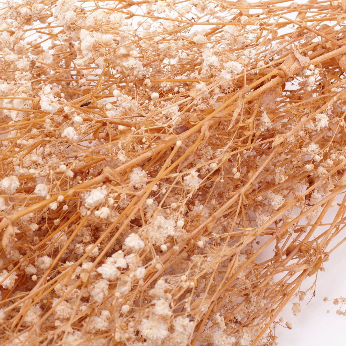 Gypsophila, Preserved, White, 100g