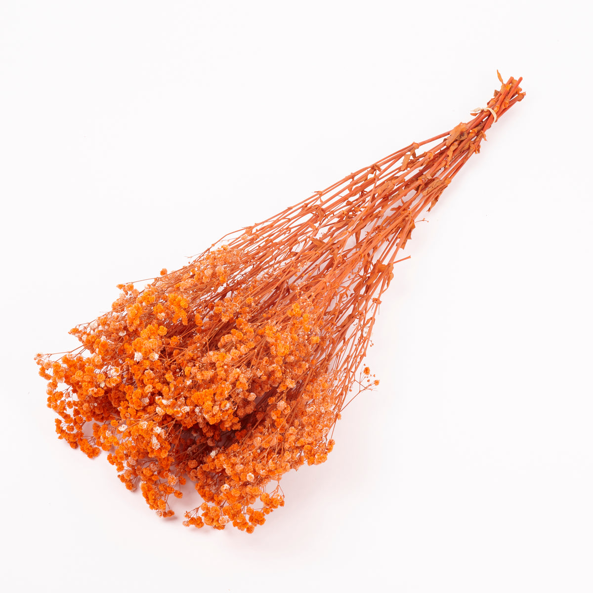 Gypsophila, Preserved, Orange, 100g