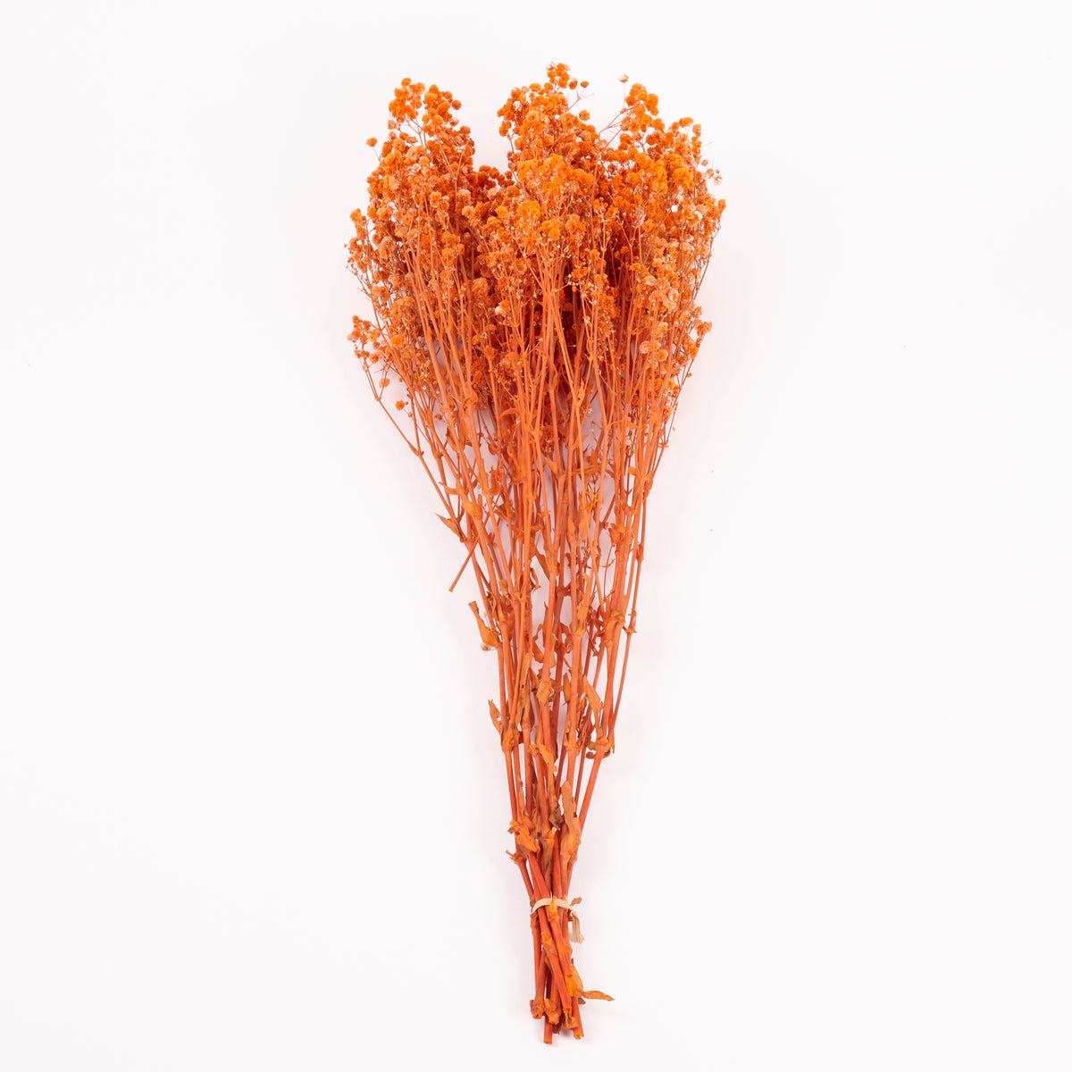 Gypsophila, Preserved, Orange, 100g