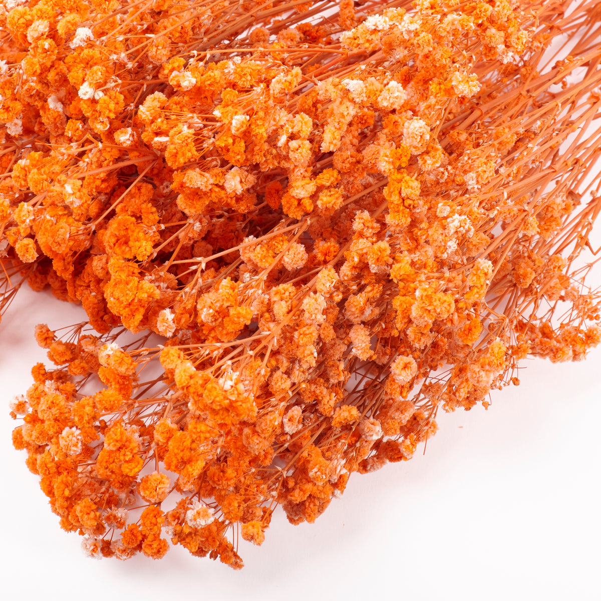 Gypsophila, Preserved, Orange, 100g