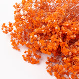 Gypsophila, Preserved, Orange, 100g